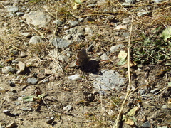 Polyommatus bellargus