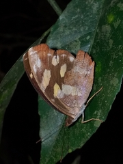 Anthanassa drusilla