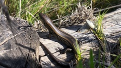 Lissolepis coventryi