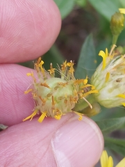 Myopites stylatus