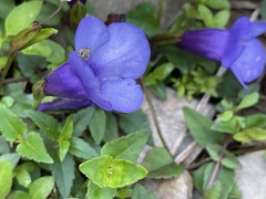 Torenia concolor
