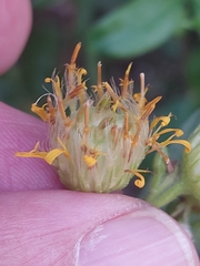 Myopites stylatus