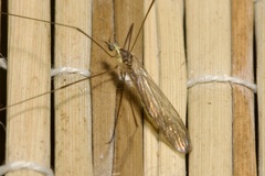 Gonomyia