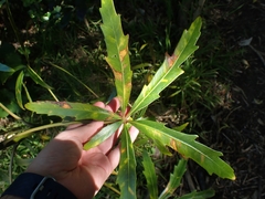Pseudopanax crassifolius × lessonii