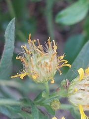 Myopites stylatus