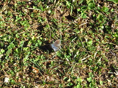 Polyommatus bellargus