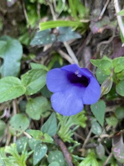 Torenia concolor