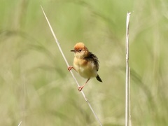 Cisticola exilis
