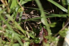 Oligosoma polychroma