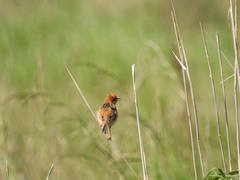 Cisticola exilis
