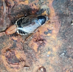 Ectobius sylvestris
