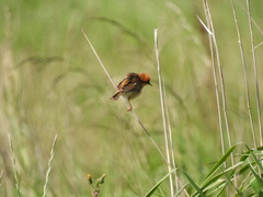 Cisticola exilis
