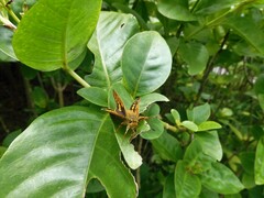 Cephrenes trichopepla