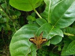 Cephrenes trichopepla