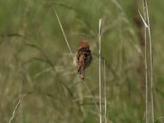 Cisticola exilis