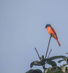 Pericrocotus flammeus