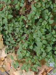 Amaranthus deflexus