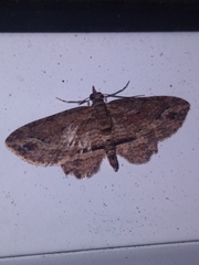 Chloroclystis filata