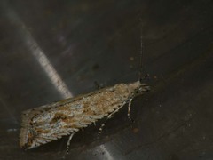 Bactra