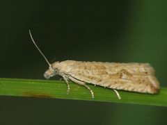 Bactra