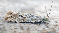 Bactra