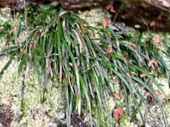 Haplopteris anguste-elongata