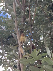 Banksia integrifolia