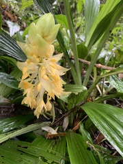 Calanthe formosana