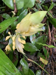 Calanthe formosana