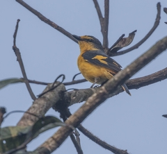 Pericrocotus flammeus