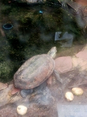Mauremys reevesii