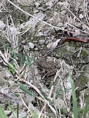 Pelophylax ridibundus