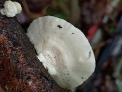 Microporus affinis