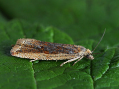 Bactra robustana
