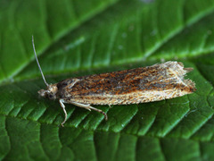 Bactra robustana