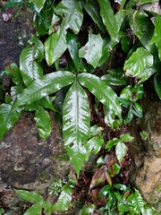 Tectaria harlandii