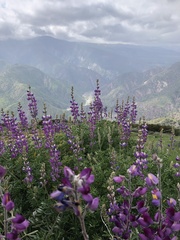 Lupinus paynei