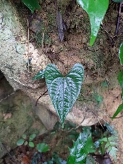 Dioscorea collettii
