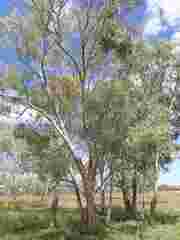 Eucalyptus intertexta