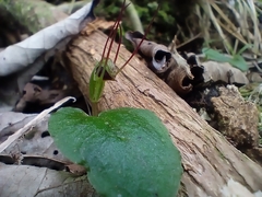 Corybas oblongus