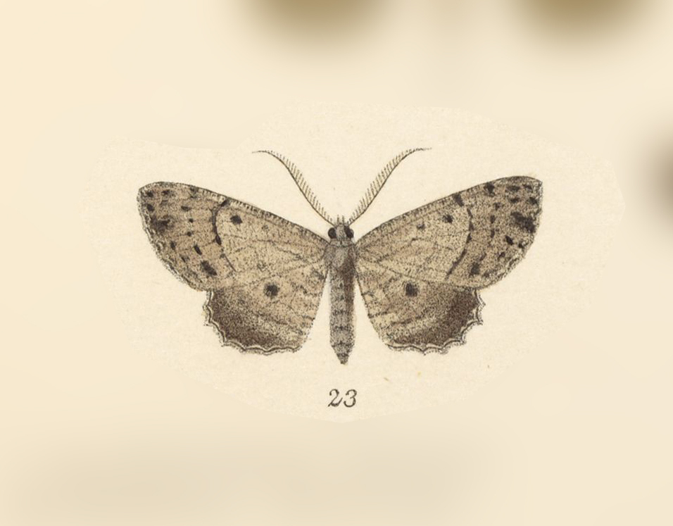 Isochromodes caletra