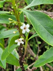 Myoporum insulare