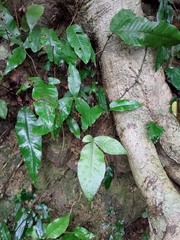 Tectaria harlandii