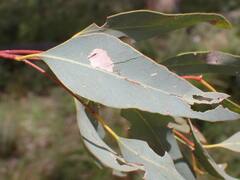 Eucalyptus intertexta