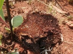 Apis mellifera scutellata