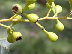Eucalyptus intertexta