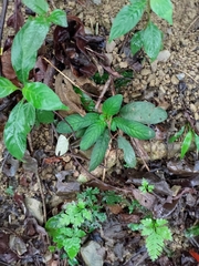 Staurogyne concinnula