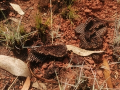 Apis mellifera scutellata