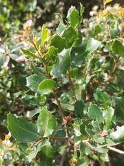 Quercus coccifera