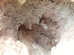 Apis mellifera scutellata